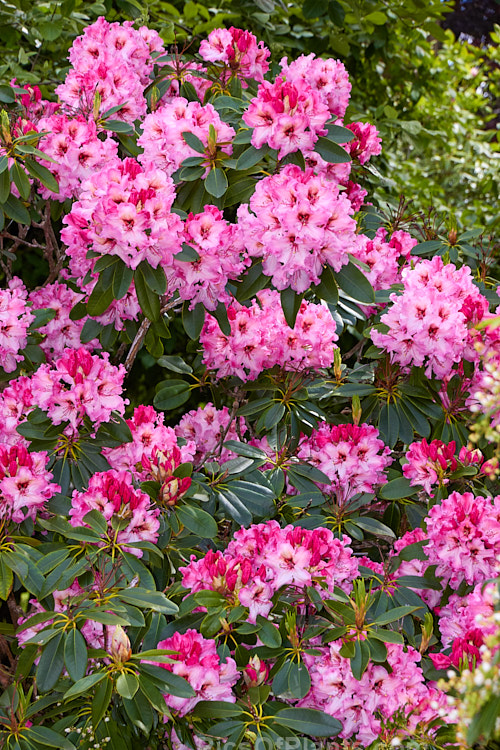 <i>Rhododendron</i> 'One Thousand Butterflies' ('Lem's Cameo' x 'Pink Petticoats'), a large shrubby hybrid raised by the Canadian breeder Lofthouse in 1975 but not registered until 1981. It grows to over 3m tall and wide and flowers profusely. Order: Ericales, Family: Ericaceae