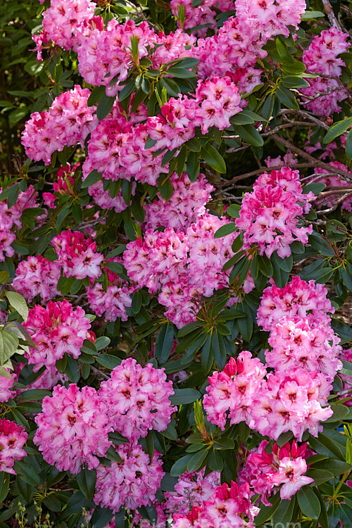 <i>Rhododendron</i> 'One Thousand Butterflies' ('Lem's Cameo' x 'Pink Petticoats'), a large shrubby hybrid raised by the Canadian breeder Lofthouse in 1975 but not registered until 1981. It grows to over 3m tall and wide and flowers profusely. Order: Ericales, Family: Ericaceae