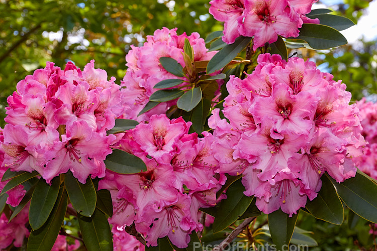 <i>Rhododendron</i> 'One Thousand Butterflies' ('Lem's Cameo' x 'Pink Petticoats'), a large shrubby hybrid raised by the Canadian breeder Lofthouse in 1975 but not registered until 1981. It grows to over 3m tall and wide and flowers profusely. Order: Ericales, Family: Ericaceae