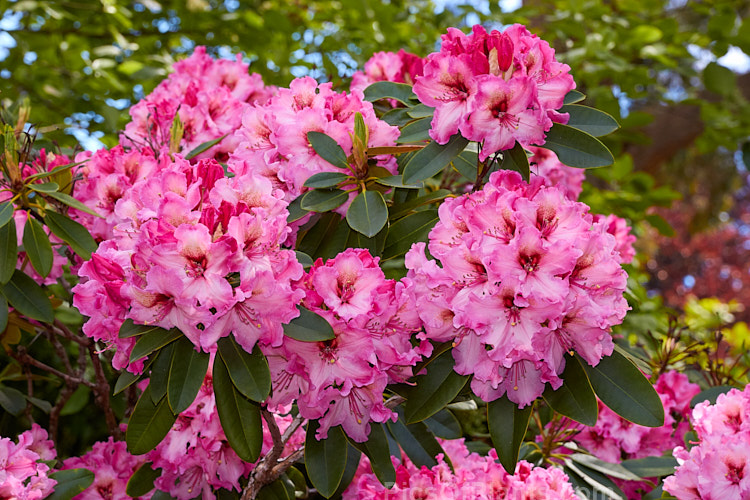 <i>Rhododendron</i> 'One Thousand Butterflies' ('Lem's Cameo' x 'Pink Petticoats'), a large shrubby hybrid raised by the Canadian breeder Lofthouse in 1975 but not registered until 1981. It grows to over 3m tall and wide and flowers profusely. Order: Ericales, Family: Ericaceae