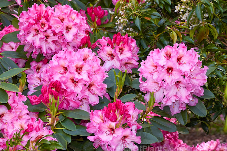 <i>Rhododendron</i> 'One Thousand Butterflies' ('Lem's Cameo' x 'Pink Petticoats'), a large shrubby hybrid raised by the Canadian breeder Lofthouse in 1975 but not registered until 1981. It grows to over 3m tall and wide and flowers profusely. Order: Ericales, Family: Ericaceae