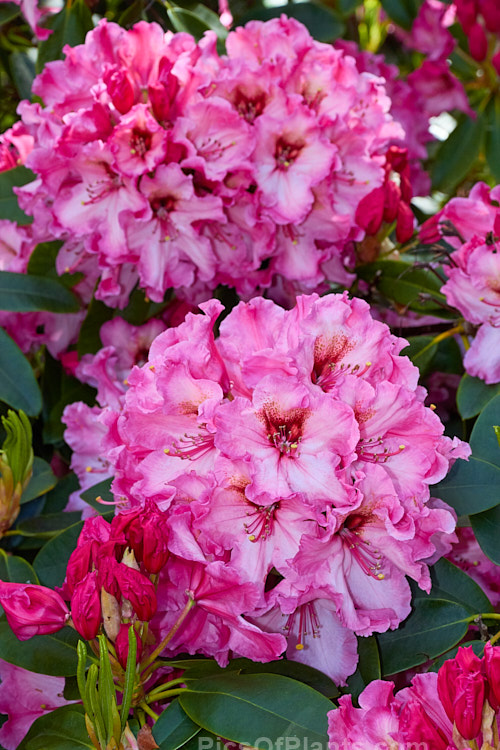 <i>Rhododendron</i> 'One Thousand Butterflies' ('Lem's Cameo' x 'Pink Petticoats'), a large shrubby hybrid raised by the Canadian breeder Lofthouse in 1975 but not registered until 1981. It grows to over 3m tall and wide and flowers profusely. Order: Ericales, Family: Ericaceae