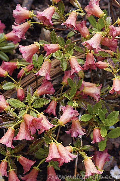 Rhododendron campylogynum var. myrtilloides (syn. Rhododendron myrtilloides</i>), a vdery small natural variety of an alpine rhododendron native to the Himalayas, where it occurs at elevations of 3000-4200m. Its small thimble- to bell-shaped flowers occur in a range of colours. Those of var. myrtilloides tend to be pink, sometimes with orange tones