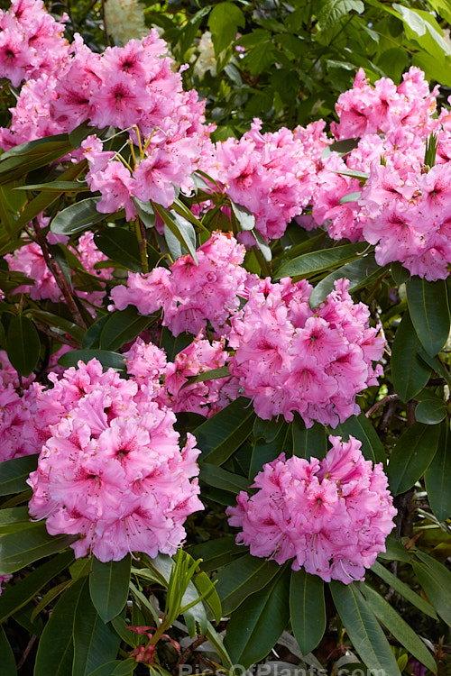 <i>Rhododendron</i> 'Norrie King', a New Zealand raised hybrid that develops into a large bush with an impressive display of frilly pink flower trusses. Order: Ericales, Family: Ericaceae