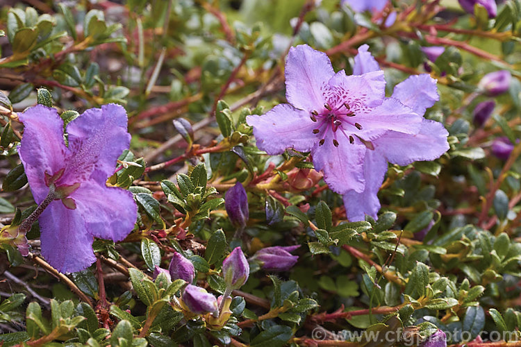 Rhododendron calostrotum subsp. keleticum (syn. Rhododendron keleticum</i>), a tiny evergreen shrub, seldom over 30cm high, with relatively large, wide open, near-flat flowers. It occurs in Yunnan, China and nearby parts of Tibet and Burma at up 4500m altitude