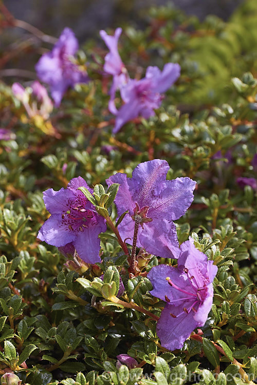Rhododendron calostrotum subsp. keleticum (syn. Rhododendron keleticum</i>), a tiny evergreen shrub, seldom over 30cm high, with relatively large, wide open, near-flat flowers. It occurs in Yunnan, China and nearby parts of Tibet and Burma at up 4500m altitude