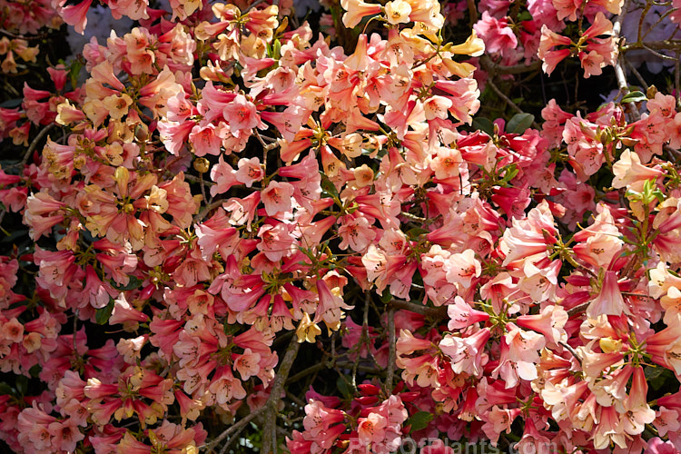 <i>Rhododendron</i> 'Lady Rosebery' (<i>Rhododendron cinnabarinum</i> subsp. <i>cinnabarinum</i> x 'Royal Flush' pink form</i>), an upright to spreading 2-3m tall bush raised by Rothschild of England in the late 1920s. There are several named clones that differ slightly in flower colour and growing habit. As with most cinnabarinum hybrids, its foliage is aromatic. Order: Ericales, Family: Ericaceae