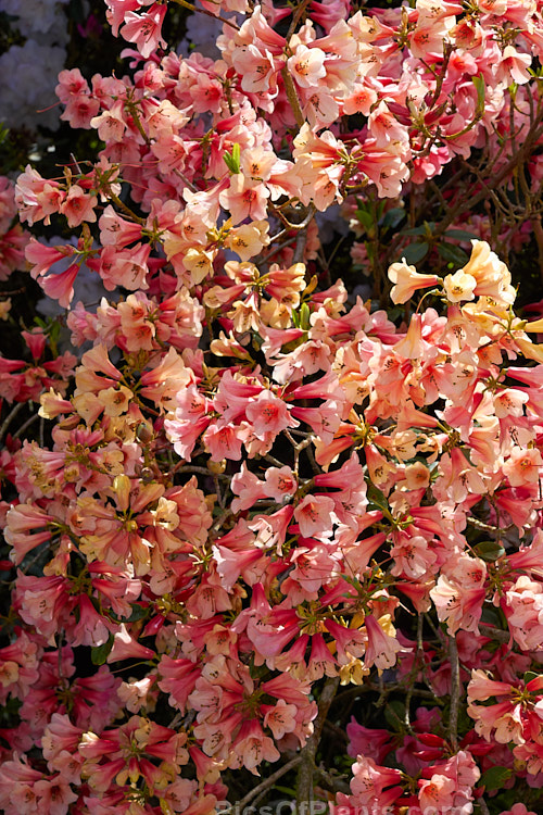 <i>Rhododendron</i> 'Lady Rosebery' (<i>Rhododendron cinnabarinum</i> subsp. <i>cinnabarinum</i> x 'Royal Flush' pink form</i>), an upright to spreading 2-3m tall bush raised by Rothschild of England in the late 1920s. There are several named clones that differ slightly in flower colour and growing habit. As with most cinnabarinum hybrids, its foliage is aromatic. Order: Ericales, Family: Ericaceae
