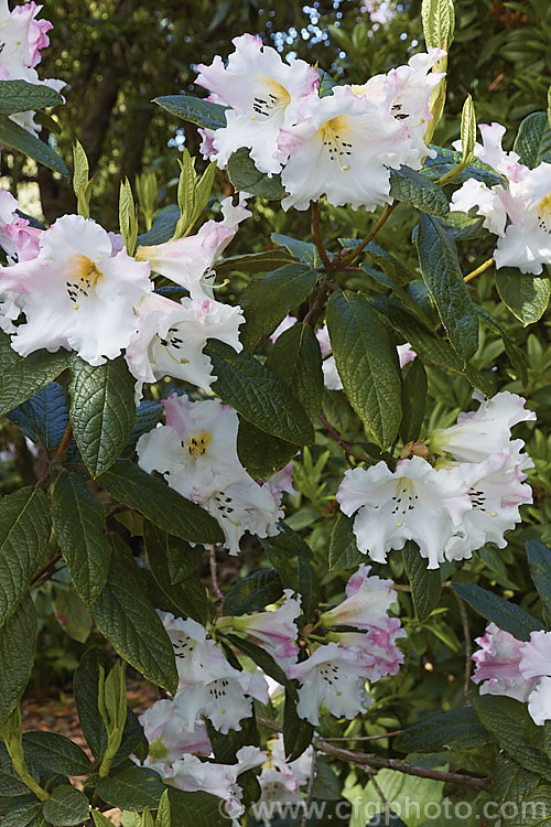 Rhododendron edgeworthii, an evergreen, spring-flowering shrub native to southwestern China and neighbouring parts of the Himalayan region. It grows to 25m tall, has heavily puckered leaves with dense indumentum on the undersides, and its large white and pink flowers are scented. This species was a parent of many of the first fragrant-flowered rhododendron hybrids
