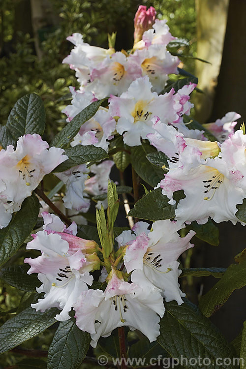Rhododendron edgeworthii, an evergreen, spring-flowering shrub native to southwestern China and neighbouring parts of the Himalayan region. It grows to 25m tall, has heavily puckered leaves with dense indumentum on the undersides, and its large white and pink flowers are scented. This species was a parent of many of the first fragrant-flowered rhododendron hybrids
