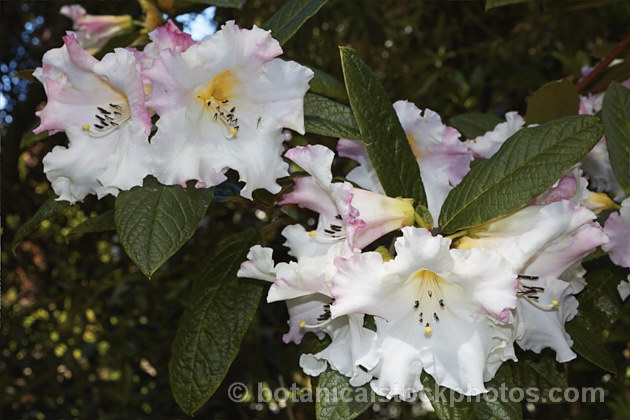 Rhododendron edgeworthii, an evergreen, spring-flowering shrub native to southwestern China and neighbouring parts of the Himalayan region. It grows to 25m tall, has heavily puckered leaves with dense indumentum on the undersides, and its large white and pink flowers are scented. This species was a parent of many of the first fragrant-flowered rhododendron hybrids