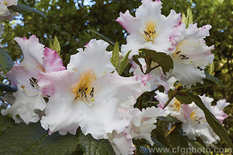 Rhododendron edgeworthii, an evergreen, spring-flowering shrub native to southwestern China and neighbouring parts of the Himalayan region. It grows to 25m tall, has heavily puckered leaves with dense indumentum on the undersides, and its large white and pink flowers are scented. This species was a parent of many of the first fragrant-flowered rhododendron hybrids