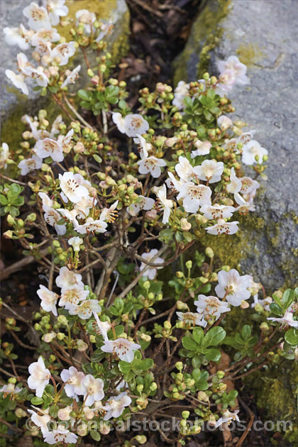 Rhododendron lepidotum var. chloranthum (syn. Rhododendron lepidotum var. elaeagnoides</i>), a creamy white-flowered form of a twiggy evergreen shrub found in the Himalayas at altitudes up to 5,000m. The plant grows to around 50cm high and wide, with leaves that are very small and covered with fine rusty scales