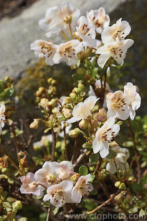 Rhododendron lepidotum var. chloranthum (syn. Rhododendron lepidotum var. elaeagnoides</i>), a creamy white-flowered form of a twiggy evergreen shrub found in the Himalayas at altitudes up to 5,000m. The plant grows to around 50cm high and wide, with leaves that are very small and covered with fine rusty scales