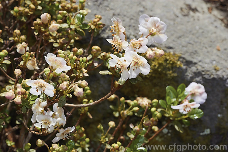 Rhododendron lepidotum var. chloranthum (syn. Rhododendron lepidotum var. elaeagnoides</i>), a creamy white-flowered form of a twiggy evergreen shrub found in the Himalayas at altitudes up to 5,000m. The plant grows to around 50cm high and wide, with leaves that are very small and covered with fine rusty scales