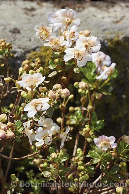Rhododendron lepidotum var. chloranthum (syn. Rhododendron lepidotum var. elaeagnoides</i>), a creamy white-flowered form of a twiggy evergreen shrub found in the Himalayas at altitudes up to 5,000m. The plant grows to around 50cm high and wide, with leaves that are very small and covered with fine rusty scales