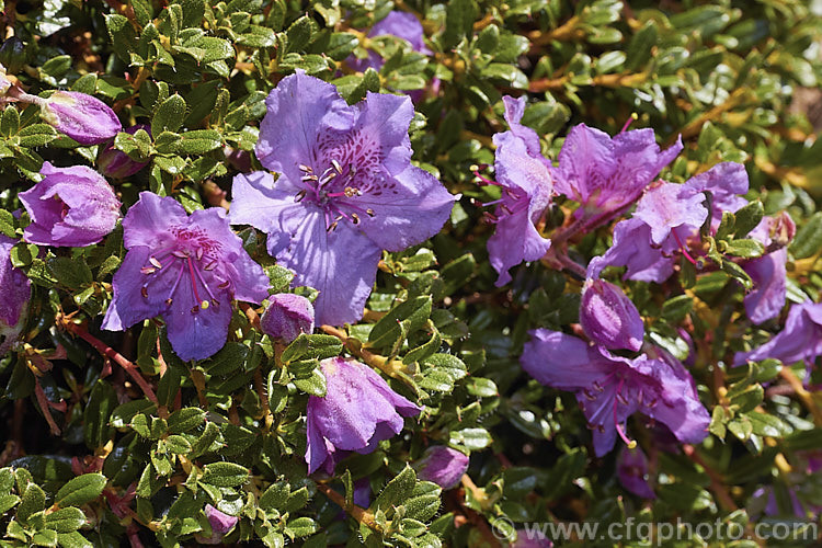 Rhododendron calostrotum subsp. keleticum (syn. Rhododendron keleticum</i>), a tiny evergreen shrub, seldom over 30cm high, with relatively large, wide open, near-flat flowers. It occurs in Yunnan, China and nearby parts of Tibet and Burma at up 4500m altitude