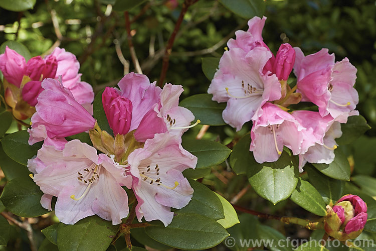 Rhododendron callimorphum, a compact, heavy-flowering shrub that grows to around 1m high x 1.5m wide. It is native to Yunnan and northwest Burma at around 2,500-3,500m