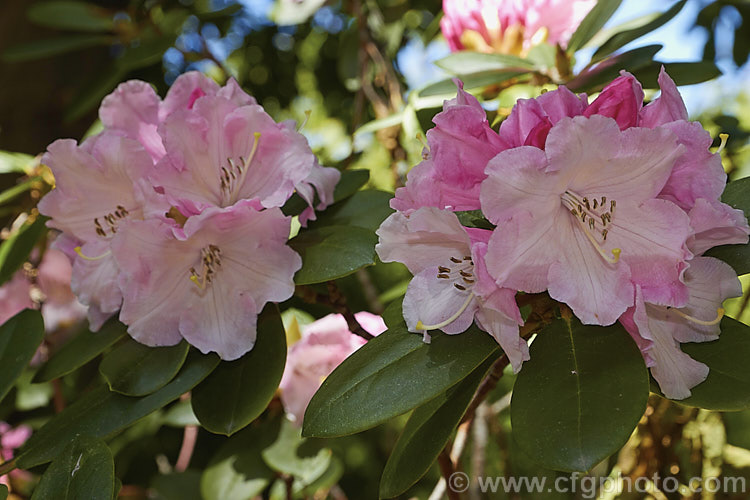 Rhododendron callimorphum, a compact, heavy-flowering shrub that grows to around 1m high x 1.5m wide. It is native to Yunnan and northwest Burma at around 2,500-3,500m