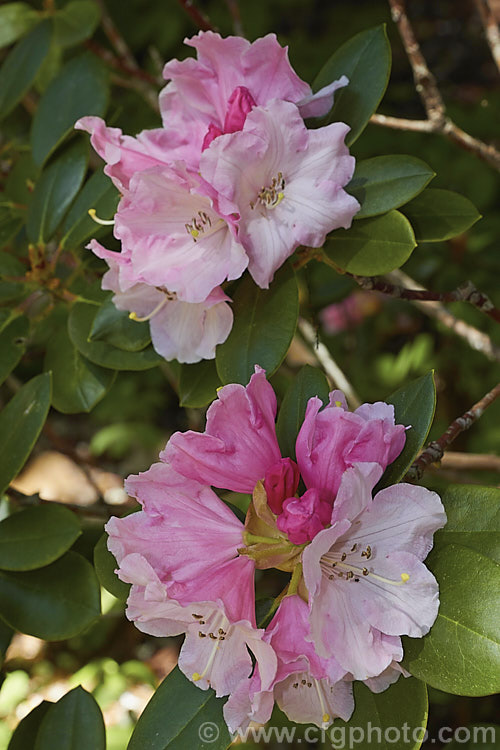 Rhododendron callimorphum, a compact, heavy-flowering shrub that grows to around 1m high x 1.5m wide. It is native to Yunnan and northwest Burma at around 2,500-3,500m