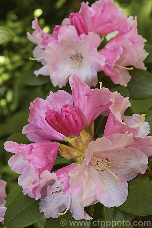 Rhododendron callimorphum, a compact, heavy-flowering shrub that grows to around 1m high x 1.5m wide. It is native to Yunnan and northwest Burma at around 2,500-3,500m