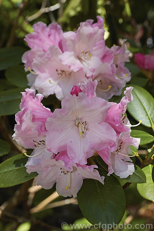 Rhododendron callimorphum, a compact, heavy-flowering shrub that grows to around 1m high x 1.5m wide. It is native to Yunnan and northwest Burma at around 2,500-3,500m