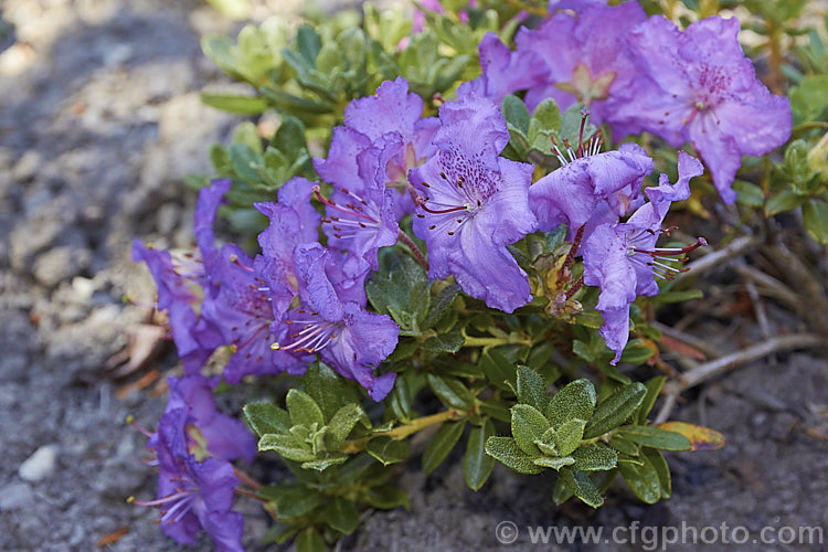 Rhododendron chameunum, a low-growing, evergreen shrub native to the Himalayas, where it occurs at elevations up to 5,500m. The leaves of this 20-30cm bush are small and scaly, and the flowers, which occur in various shades of mauve-pink to purple, open flat and are around 25mm across. The specific name means 'sleeping on the ground', which is an apt description