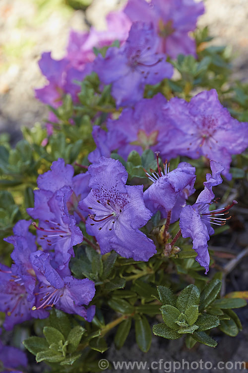 Rhododendron chameunum, a low-growing, evergreen shrub native to the Himalayas, where it occurs at elevations up to 5,500m. The leaves of this 20-30cm bush are small and scaly, and the flowers, which occur in various shades of mauve-pink to purple, open flat and are around 25mm across. The specific name means 'sleeping on the ground', which is an apt description
