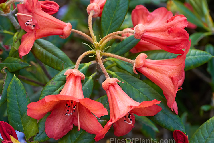 Rhododendron 'Medusa' (<i>Rhododendron scyphocalyx</i> x <i>Rhododendron griersonianum</i>), a 1.2m high x 1.5m wide evergreen shrub with orange-red bell-shaped flowers in an open, cascading truss. The foliage is a light mid-green with a thin indumentum on the undersides. It was raised by Aberconway of Wales and introduced in 1936. Order: Ericales, Family: Ericaceae