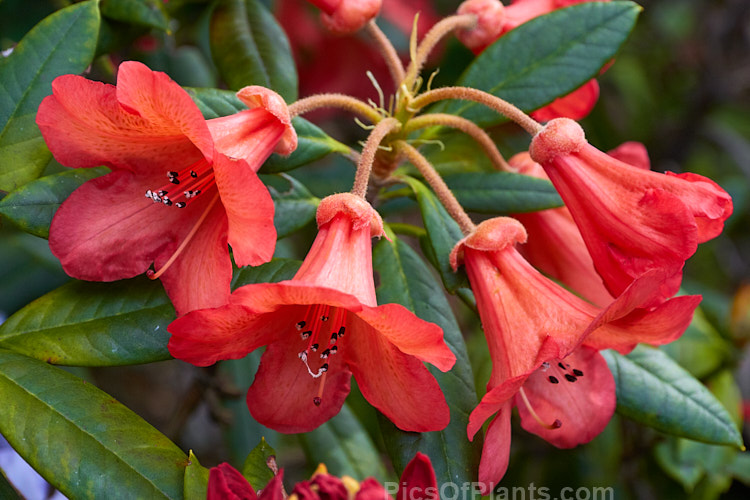 Rhododendron 'Medusa' (<i>Rhododendron scyphocalyx</i> x <i>Rhododendron griersonianum</i>), a 1.2m high x 1.5m wide evergreen shrub with orange-red bell-shaped flowers in an open, cascading truss. The foliage is a light mid-green with a thin indumentum on the undersides. It was raised by Aberconway of Wales and introduced in 1936. Order: Ericales, Family: Ericaceae