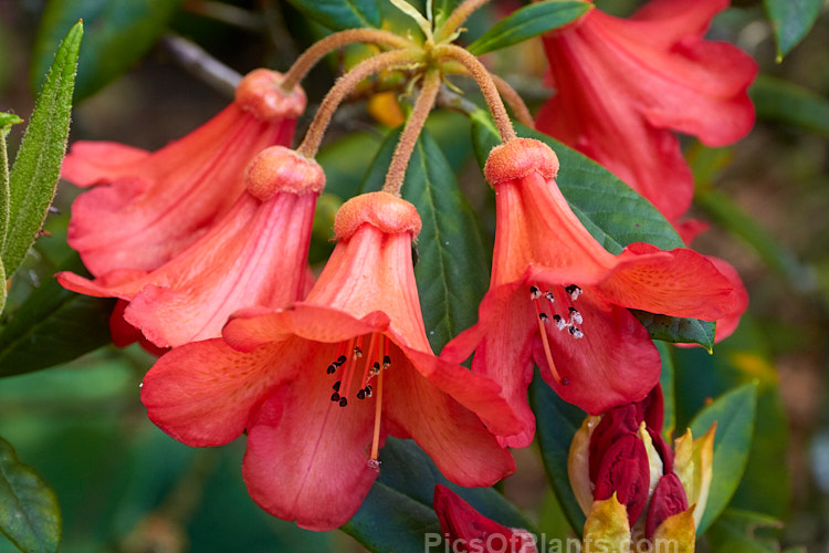 Rhododendron 'Medusa' (<i>Rhododendron scyphocalyx</i> x <i>Rhododendron griersonianum</i>), a 1.2m high x 1.5m wide evergreen shrub with orange-red bell-shaped flowers in an open, cascading truss. The foliage is a light mid-green with a thin indumentum on the undersides. It was raised by Aberconway of Wales and introduced in 1936. Order: Ericales, Family: Ericaceae