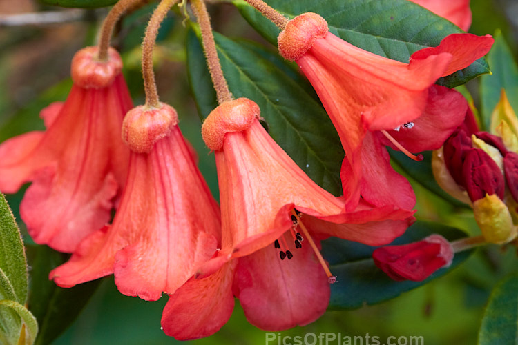 Rhododendron 'Medusa' (<i>Rhododendron scyphocalyx</i> x <i>Rhododendron griersonianum</i>), a 1.2m high x 1.5m wide evergreen shrub with orange-red bell-shaped flowers in an open, cascading truss. The foliage is a light mid-green with a thin indumentum on the undersides. It was raised by Aberconway of Wales and introduced in 1936. Order: Ericales, Family: Ericaceae