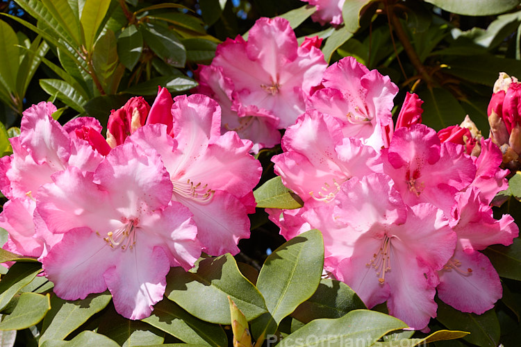 <i>Rhododendron</i> 'Lem's Monarch' ('Anna' x 'Marinus Koster'), this medium to large bush was raised by Lem of the United States and blooms prolifically, with lush foliage and huge trusses of large, beautifully marked flowers. Order: Ericales, Family: Ericaceae