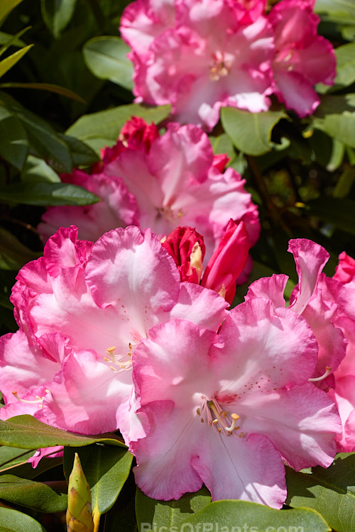 <i>Rhododendron</i> 'Lem's Monarch' ('Anna' x 'Marinus Koster'), this medium to large bush was raised by Lem of the United States and blooms prolifically, with lush foliage and huge trusses of large, beautifully marked flowers. Order: Ericales, Family: Ericaceae
