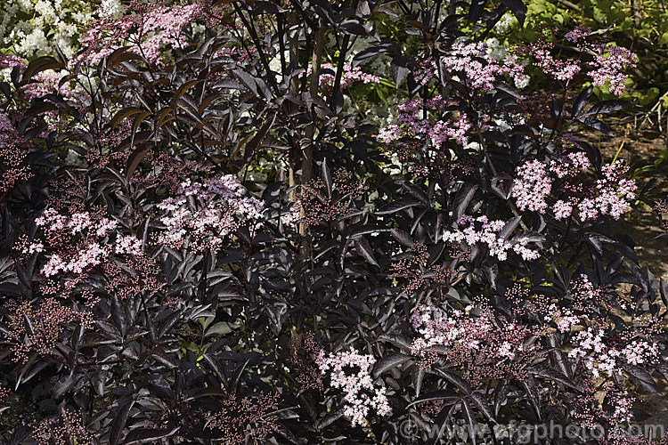 Black Elderberry (<i>Sambucus nigra 'Purpurea'), a cultivar of a Eurasian deciduous shrub that often naturalises and can become a weed 'Purpurea' differs markedly from the species, being more compact and having very dark purple-red foliage with heads of small, pale pink flowers that open from deeper pink buds. Order: Dipsacales, Family: Adoxaceae