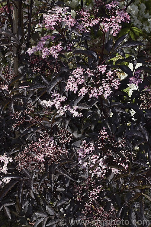 Black Elderberry (<i>Sambucus nigra 'Purpurea'), a cultivar of a Eurasian deciduous shrub that often naturalises and can become a weed 'Purpurea' differs markedly from the species, being more compact and having very dark purple-red foliage with heads of small, pale pink flowers that open from deeper pink buds. Order: Dipsacales, Family: Adoxaceae