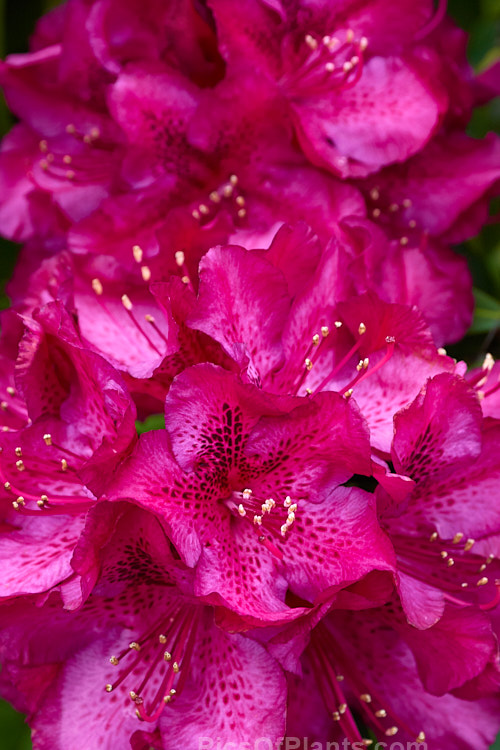 <i>Rhododendron</i> 'Olin O. Dobbs' ('Mars' x 'Purple Splendour'), a 1.2-2m high shrub raised by Dobbs of the USA and introduced by Greer in 1979. Its flowers are a distinctive reddish-purple shade with a variably sized blotch. Order: Ericales, Family: Ericaceae