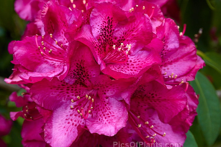<i>Rhododendron</i> 'Olin O. Dobbs' ('Mars' x 'Purple Splendour'), a 1.2-2m high shrub raised by Dobbs of the USA and introduced by Greer in 1979. Its flowers are a distinctive reddish-purple shade with a variably sized blotch. Order: Ericales, Family: Ericaceae