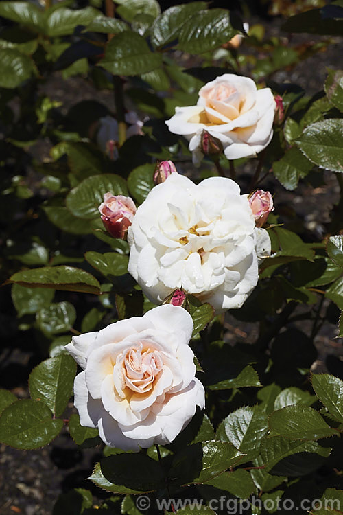 Rosa 'Dame. Cath', a Cluster-flowered (<i>Floribunda</i>) bush rose introduced by McGredy of New Zealand in 1996. Order: Rosales, Family: Rosaceae