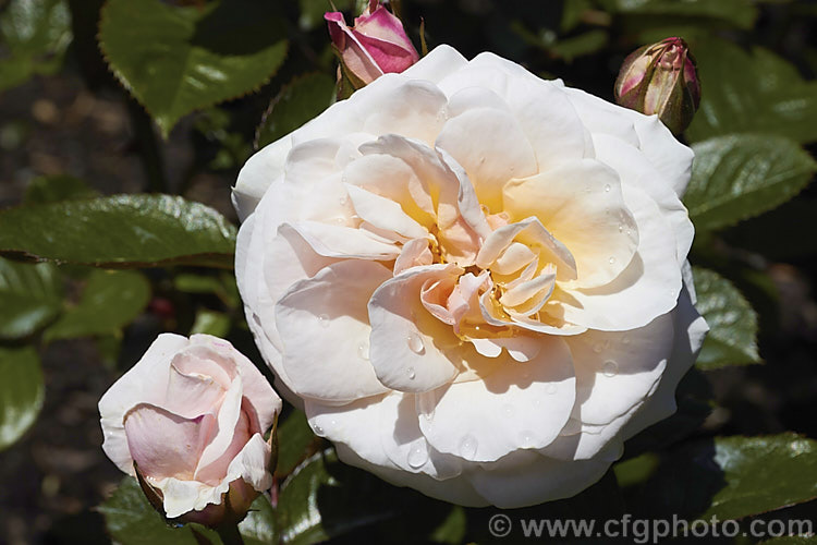 Rosa 'Dame. Cath', a Cluster-flowered (<i>Floribunda</i>) bush rose introduced by McGredy of New Zealand in 1996. Order: Rosales, Family: Rosaceae