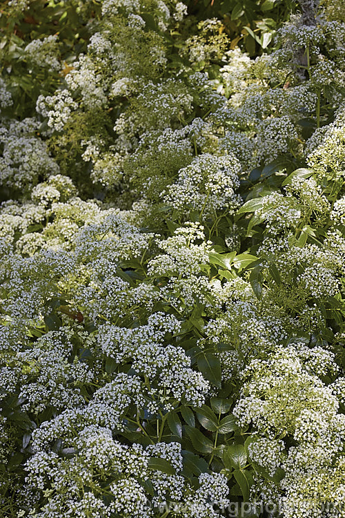 New Zealand Angelica (<i>Scandia rosiflora</i>), a spreading evergreen perennial or subshrub with glossy dark green foliage and sprays of small white flowers. It occurs naturally in coastal regions around Auckland but is not common in the wild. scandia-3288htm'>Scandia.