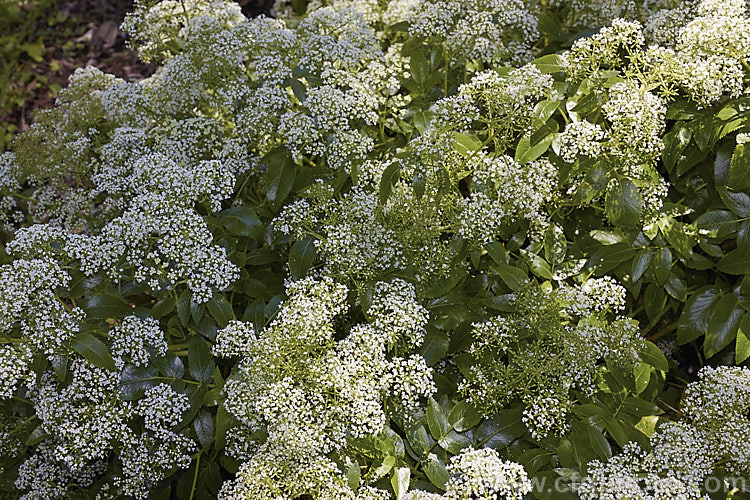 New Zealand Angelica (<i>Scandia rosiflora</i>), a spreading evergreen perennial or subshrub with glossy dark green foliage and sprays of small white flowers. It occurs naturally in coastal regions around Auckland but is not common in the wild. scandia-3288htm'>Scandia.
