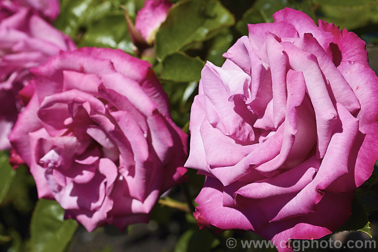 Rosa 'High Five', a cluster-flowered (<i>Floribunda</i>) shrub rose raised by Schuurman of New Zealand and introduced in 1999. The bush blooms continuously with mildly scented flowers and grows to around 12m tall Order: Rosales, Family: Rosaceae