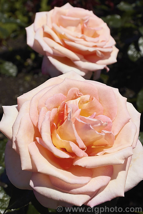 Rosa 'Hamilton. Gardens' (sport of 'Paddy. Stephens'), a Large-flowered (<i>Hybrid Tea</i>) shrub rose introduced by McGredy of New Zealand Order: Rosales, Family: Rosaceae