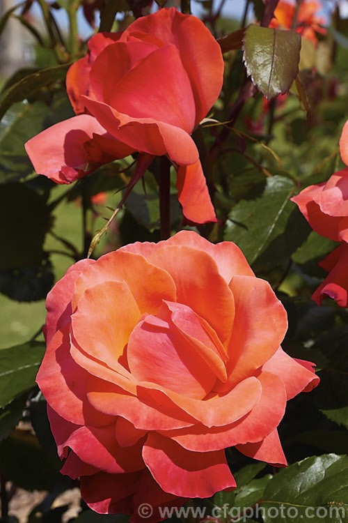 Rosa 'Tintinara' ('Melody. Maker' x seedling</i>), a Large-flowered (<i>Hybrid Tea</i>) shrub rose raised by Dickson of the United Kingdom and introduced in 1996. The flowers are well-scented and the bush grows to around 12m tall Order: Rosales, Family: Rosaceae