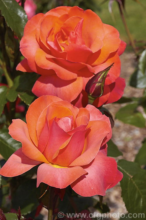 Rosa 'Tintinara' ('Melody. Maker' x seedling</i>), a Large-flowered (<i>Hybrid Tea</i>) shrub rose raised by Dickson of the United Kingdom and introduced in 1996. The flowers are well-scented and the bush grows to around 12m tall Order: Rosales, Family: Rosaceae