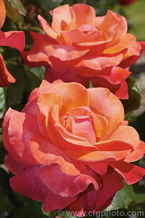 Rosa 'Tintinara' ('Melody. Maker' x seedling</i>), a Large-flowered (<i>Hybrid Tea</i>) shrub rose raised by Dickson of the United Kingdom and introduced in 1996. The flowers are well-scented and the bush grows to around 12m tall Order: Rosales, Family: Rosaceae