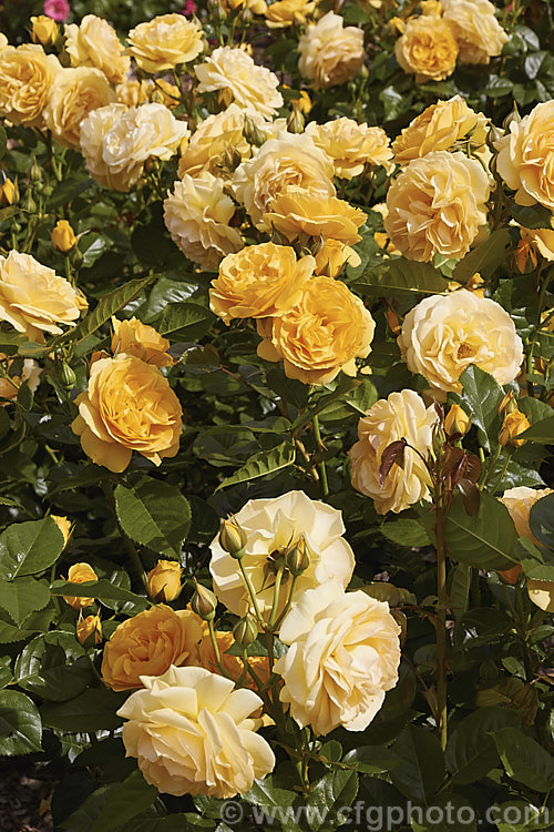 Rosa 'Absolutely. Fabulous' (syns 'Julia Child', 'Soul Mate' [seedling x 'Top. Notch']), a Cluster-flowered (<i>Floribunda</i>) bush rose raised in 2004 by Carruth of the United States. It has old-style flowers reminiscent of an Austin rose and grows to around 1m tall. Order: Rosales, Family: Rosaceae