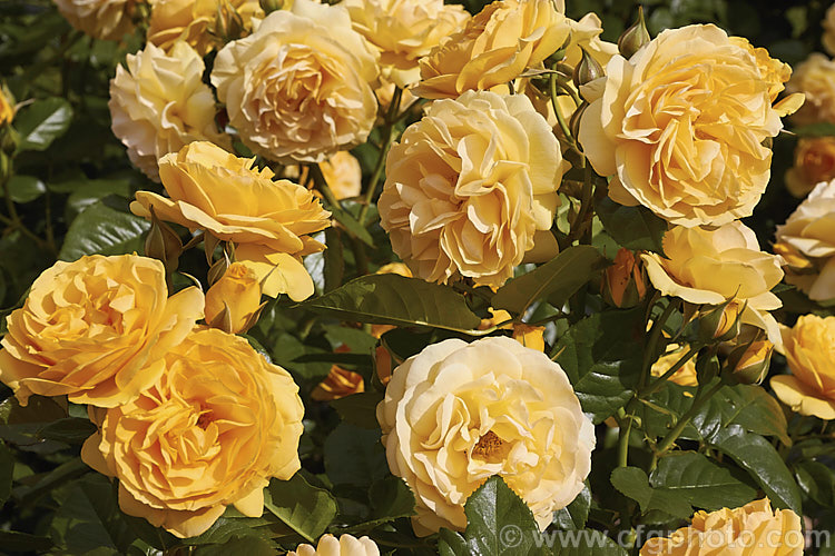 Rosa 'Absolutely. Fabulous' (syns 'Julia Child', 'Soul Mate' [seedling x 'Top. Notch']), a Cluster-flowered (<i>Floribunda</i>) bush rose raised in 2004 by Carruth of the United States. It has old-style flowers reminiscent of an Austin rose and grows to around 1m tall. Order: Rosales, Family: Rosaceae