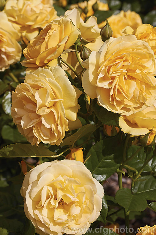 Rosa 'Absolutely. Fabulous' (syns 'Julia Child', 'Soul Mate' [seedling x 'Top. Notch']), a Cluster-flowered (<i>Floribunda</i>) bush rose raised in 2004 by Carruth of the United States. It has old-style flowers reminiscent of an Austin rose and grows to around 1m tall. Order: Rosales, Family: Rosaceae